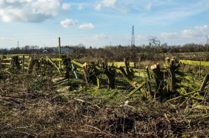 Trees felled for the Foxdenton development managed by Oldham Council as part of Foxdenton LLP